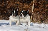 BOULEDOGUE FRANCAIS 968